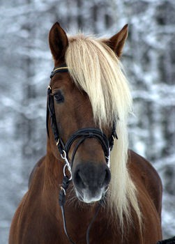 Finn ló